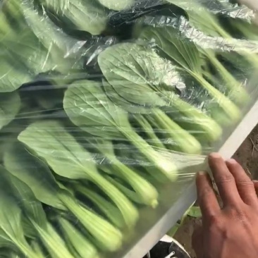 代办各种叶菜