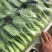 代办各种叶菜