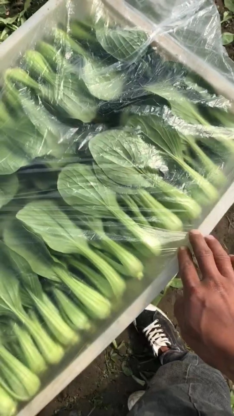 代办各种叶菜