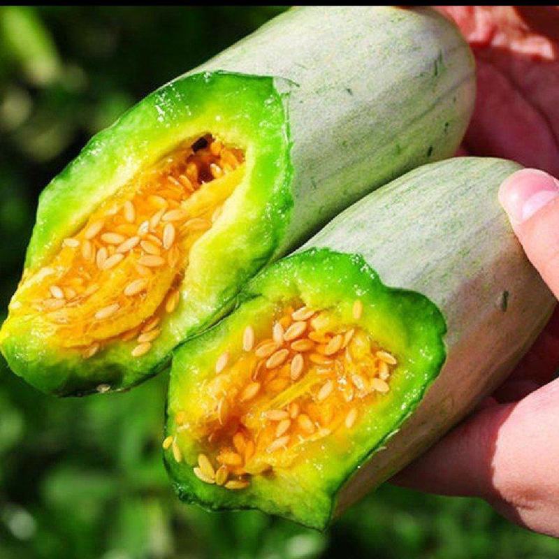 新乐甜瓜大量上市了，博洋系列，星甜20，绿宝，天香2号…