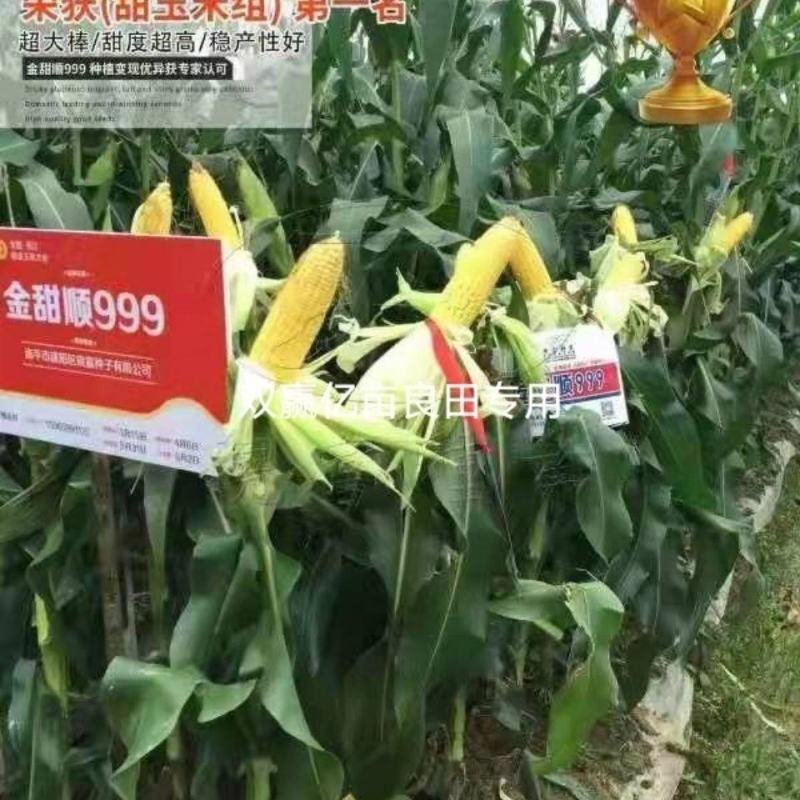 金甜顺999玉米种子，200克