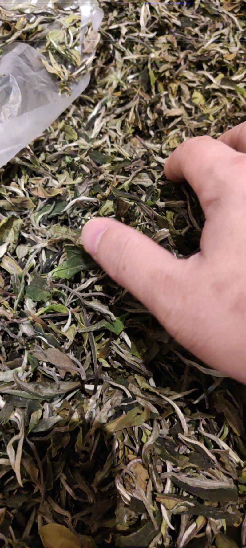 2022云南乔木古树白茶白牡丹花香型清甜白茶