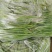 线椒美滋美味，更香更辣更美味（精品线椒大量上市）