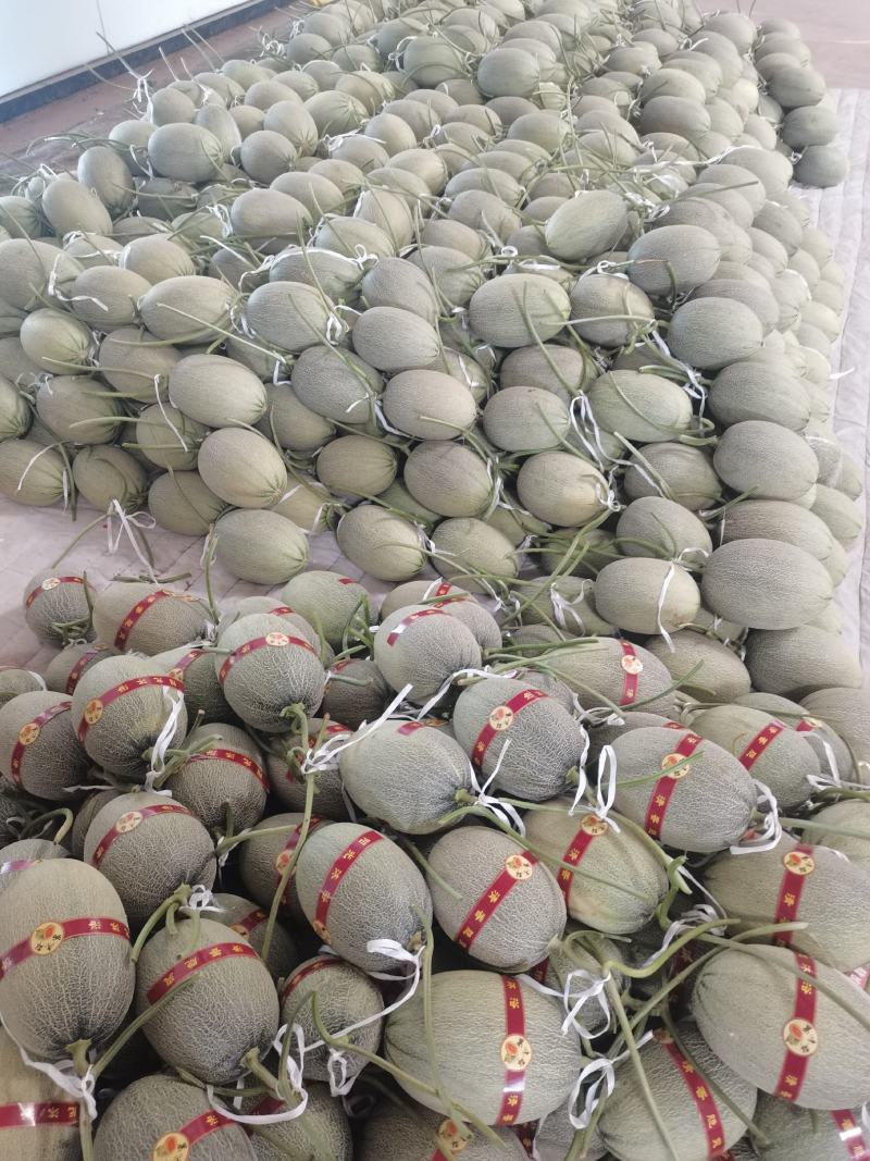 哈密瓜-西州蜜甜瓜，现摘现发，产地发货
