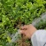 茉莉花一年苗发快递500棵起批除了偏远地区包邮