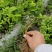 茉莉花一年苗发快递500棵起批除了偏远地区包邮