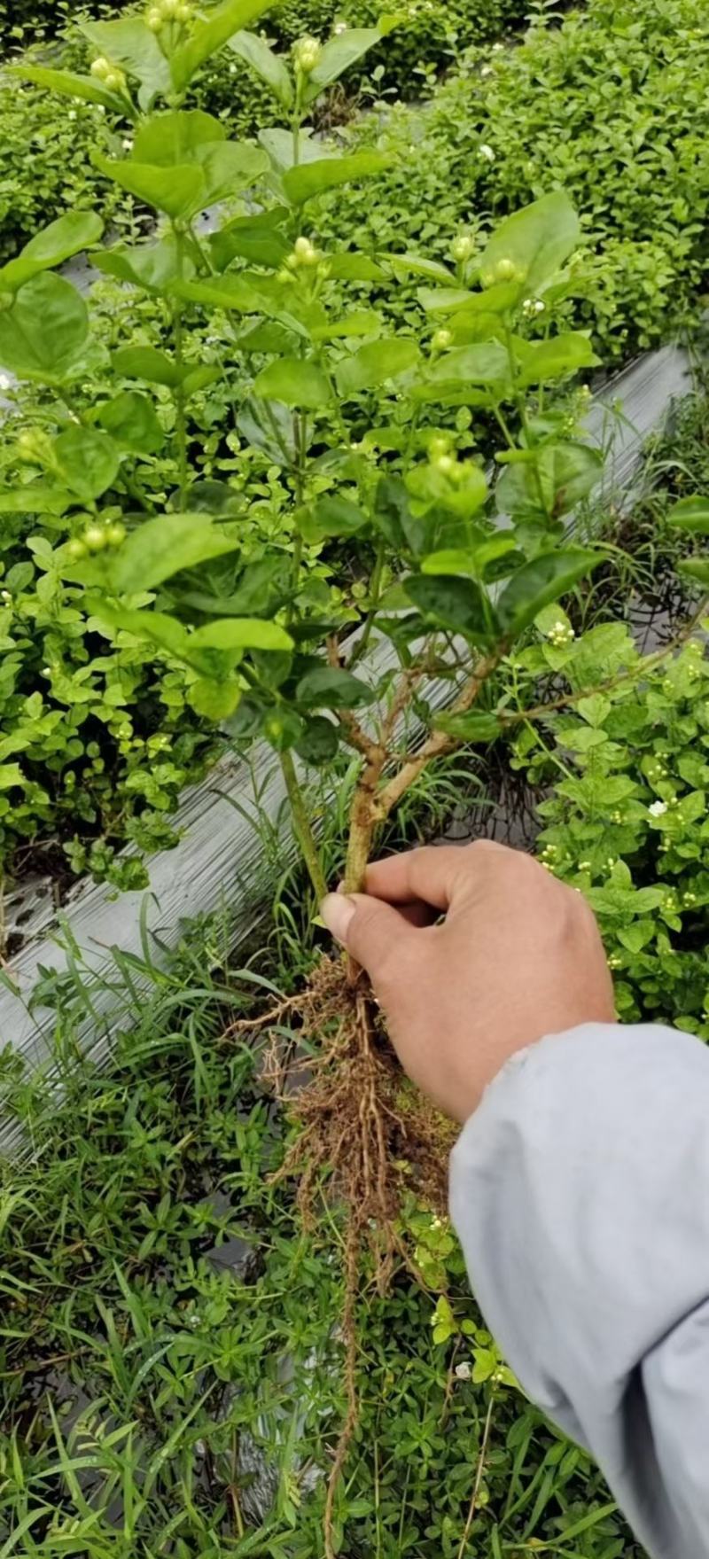 茉莉花一年苗发快递500棵起批除了偏远地区包邮