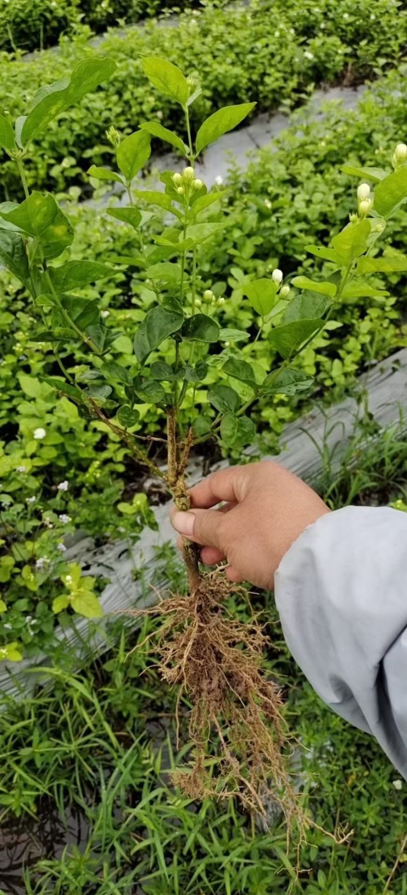 茉莉花一年苗发快递500棵起批除了偏远地区包邮