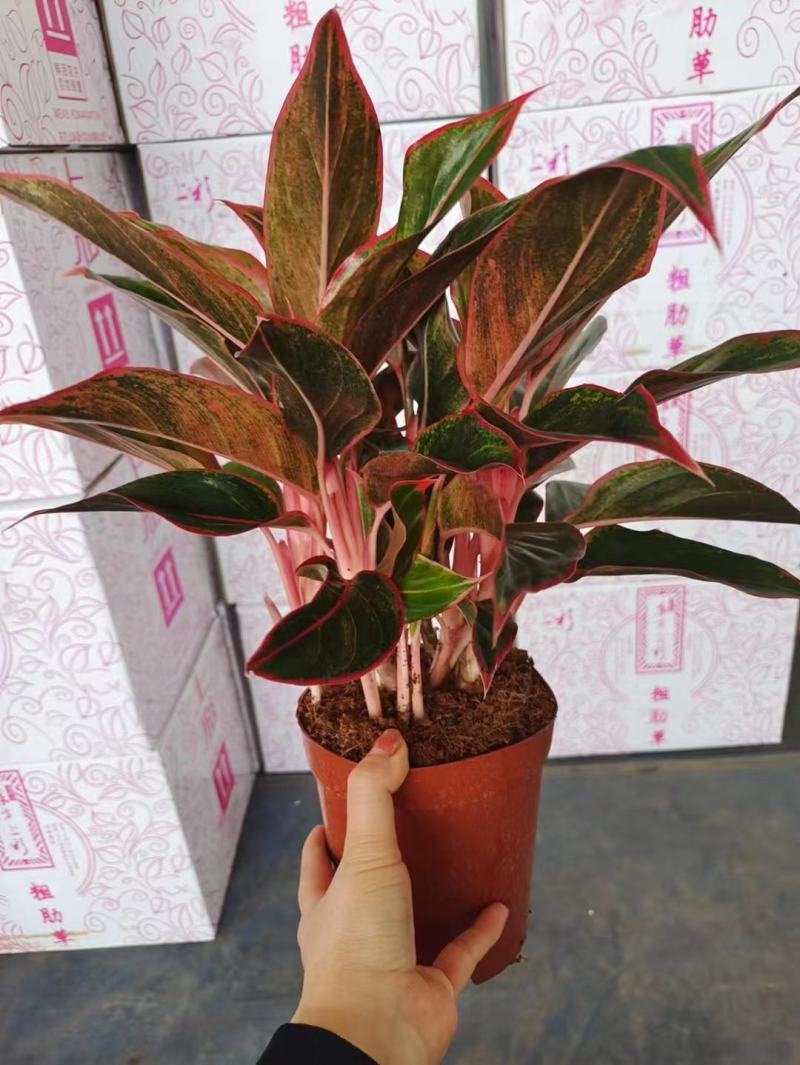 万年红粗肋草150盆16.5元，20装
