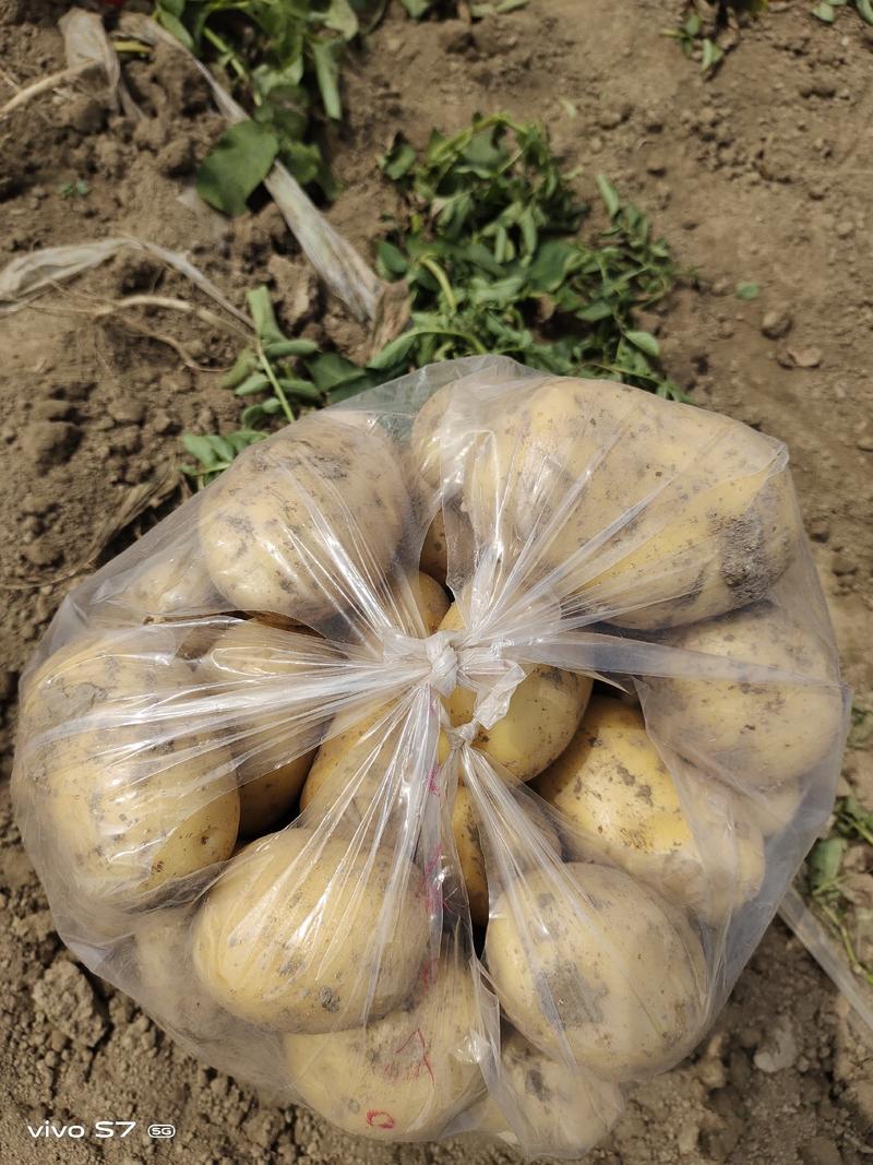 土豆精品黄心土豆产地直发大量现货价格优惠全国发货