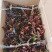 万年红粗肋草150盆16.5元，20装