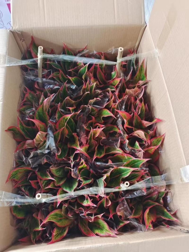万年红粗肋草150盆16.5元，20装