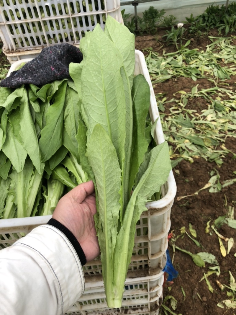 油麦菜，精品蔬菜，货源稳定，每天新鲜采摘，基地直供