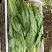 油麦菜，精品蔬菜，货源稳定，每天新鲜采摘，基地直供