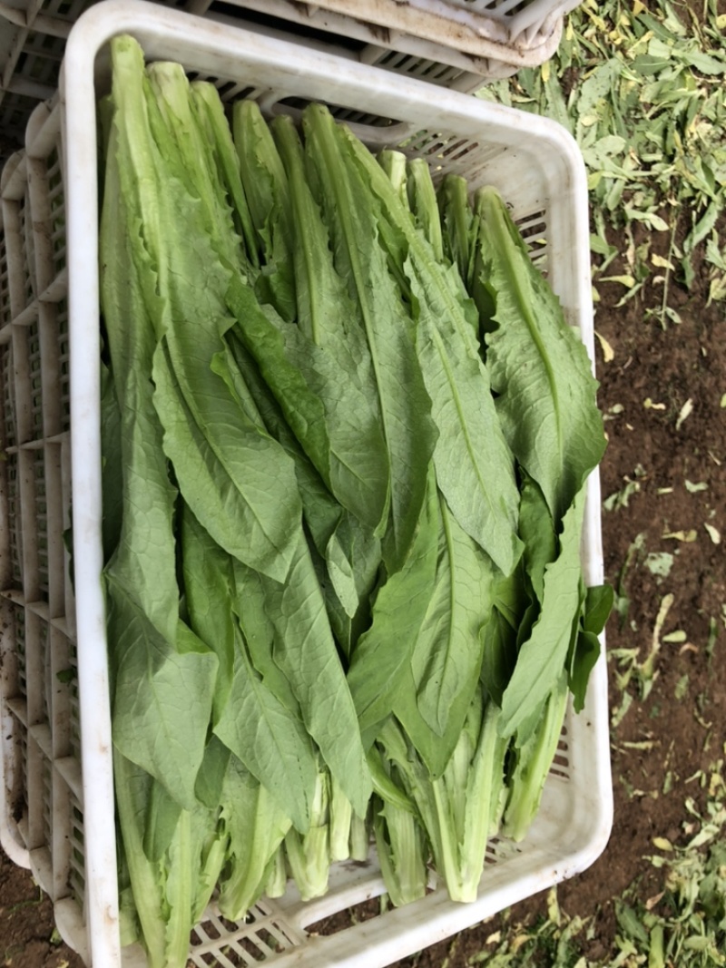 油麦菜，精品蔬菜，货源稳定，每天新鲜采摘，基地直供