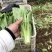 油麦菜，精品蔬菜，货源稳定，每天新鲜采摘，基地直供