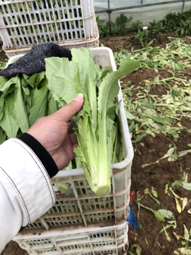 油麦菜，精品蔬菜，货源稳定，每天新鲜采摘，基地直供