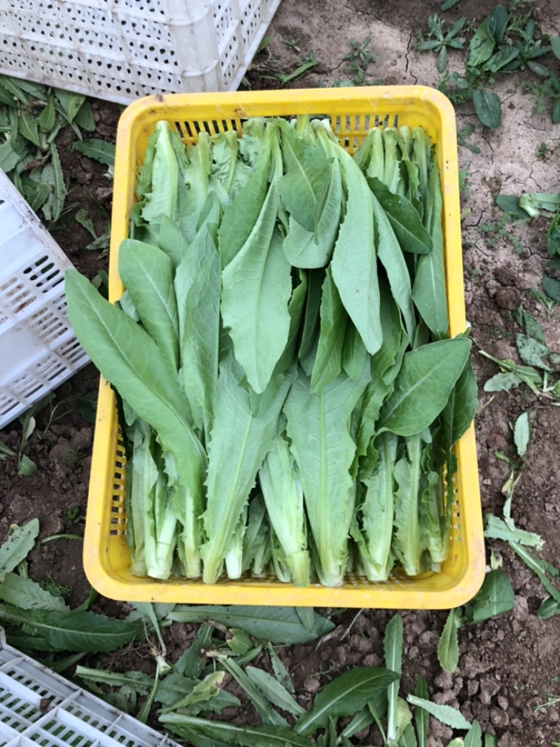 油麦菜，精品蔬菜，货源稳定，每天新鲜采摘，基地直供