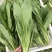 油麦菜，精品蔬菜，货源稳定，每天新鲜采摘，基地直供