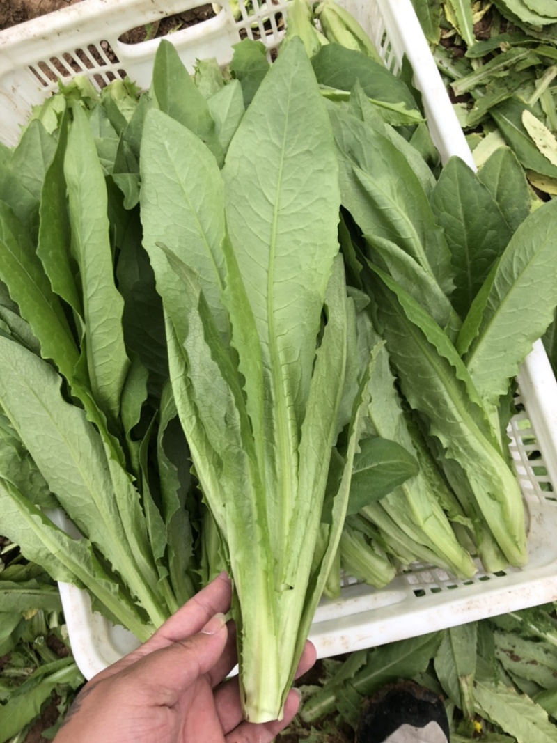 油麦菜，精品蔬菜，货源稳定，每天新鲜采摘，基地直供