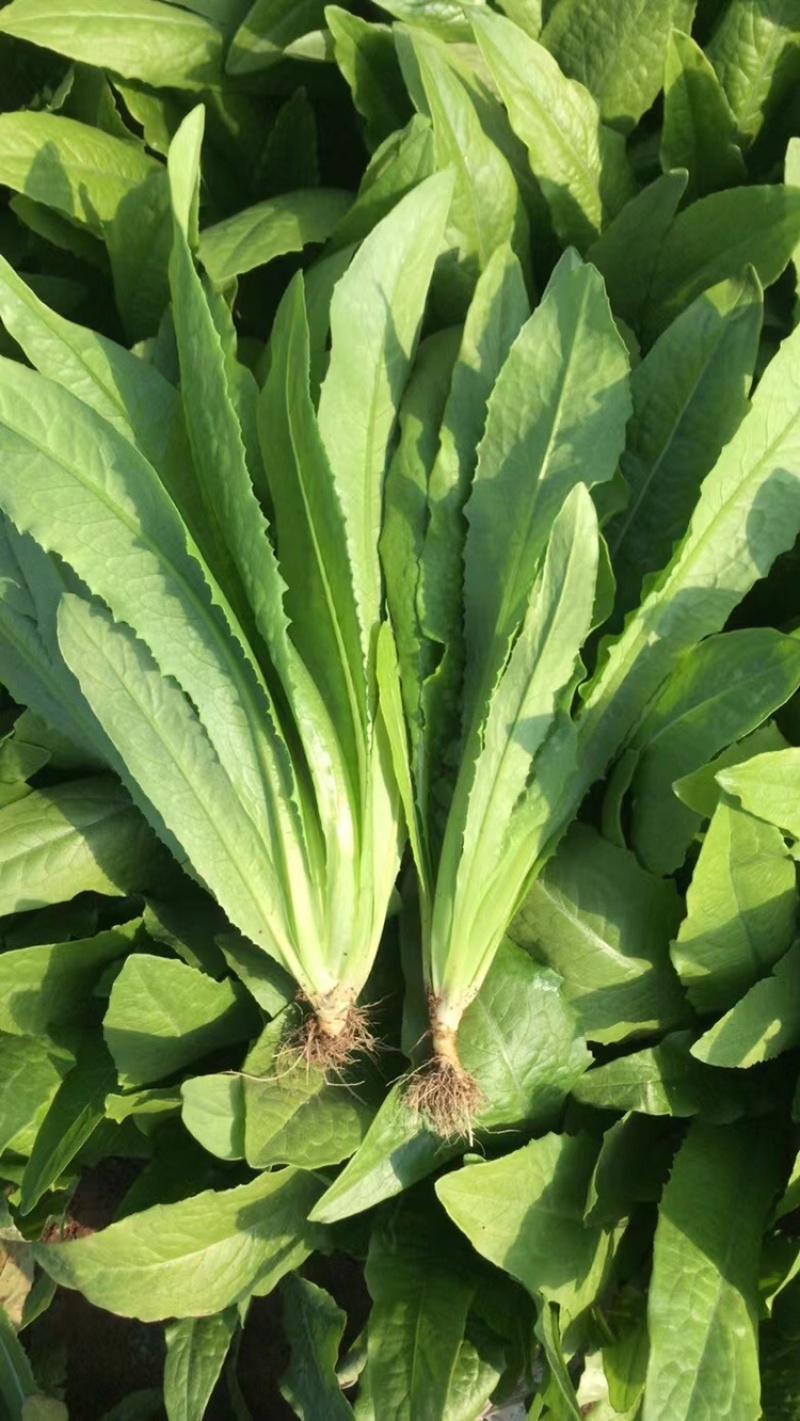 油麦菜，精品蔬菜，货源稳定，每天新鲜采摘，基地直供