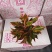 万年红粗肋草150盆16.5元，20装