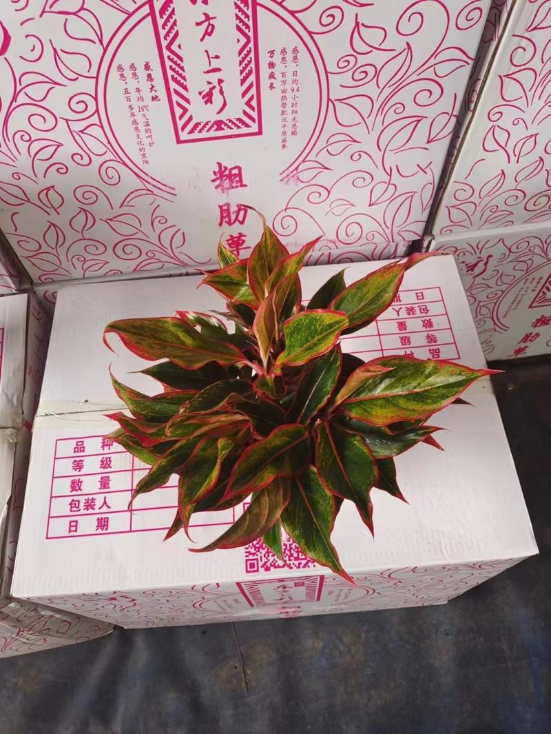 万年红粗肋草150盆16.5元，20装