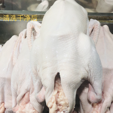 狮头鹅全鹅狮头鹅壳