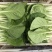 快菜，小白菜，奶白菜，新鲜采摘，大量上市，量大从优