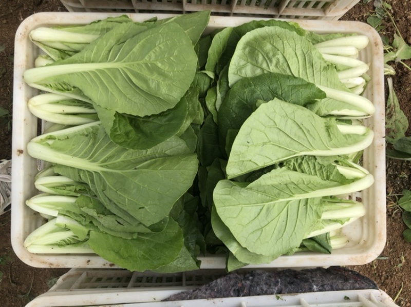 快菜，小白菜，奶白菜，新鲜采摘，大量上市，量大从优