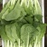快菜，小白菜，奶白菜，新鲜采摘，大量上市，量大从优