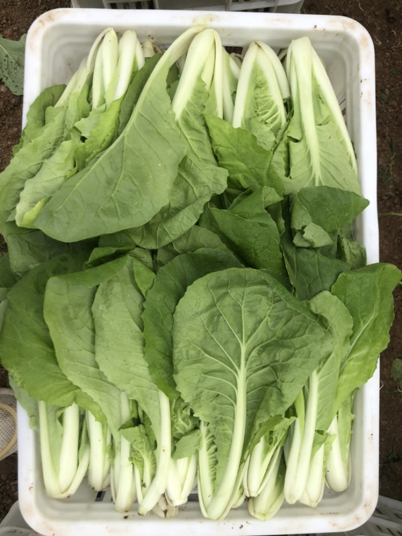 快菜，小白菜，奶白菜，新鲜采摘，大量上市，量大从优
