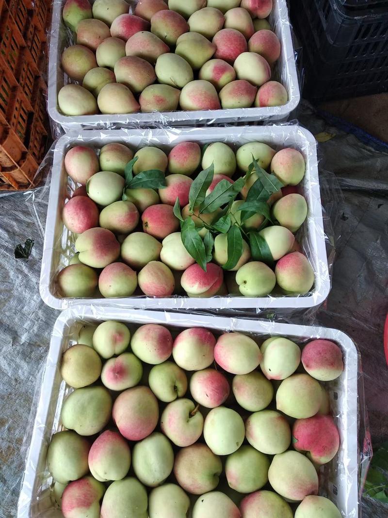 广西桂林优质蜜桃春美，货源充足，质量保证