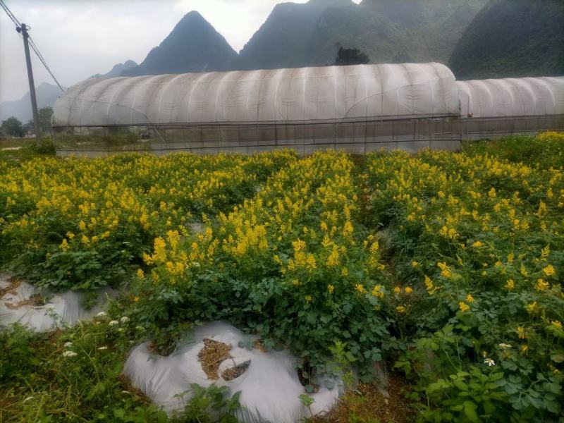 自己家的岩黄莲种子