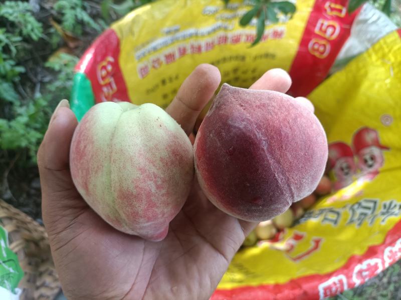 云南高山红宝石