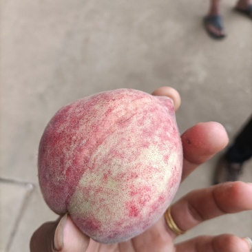 云南高山红宝石