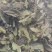 桑叶干货霜桑叶中药材量大从优欢迎选购！