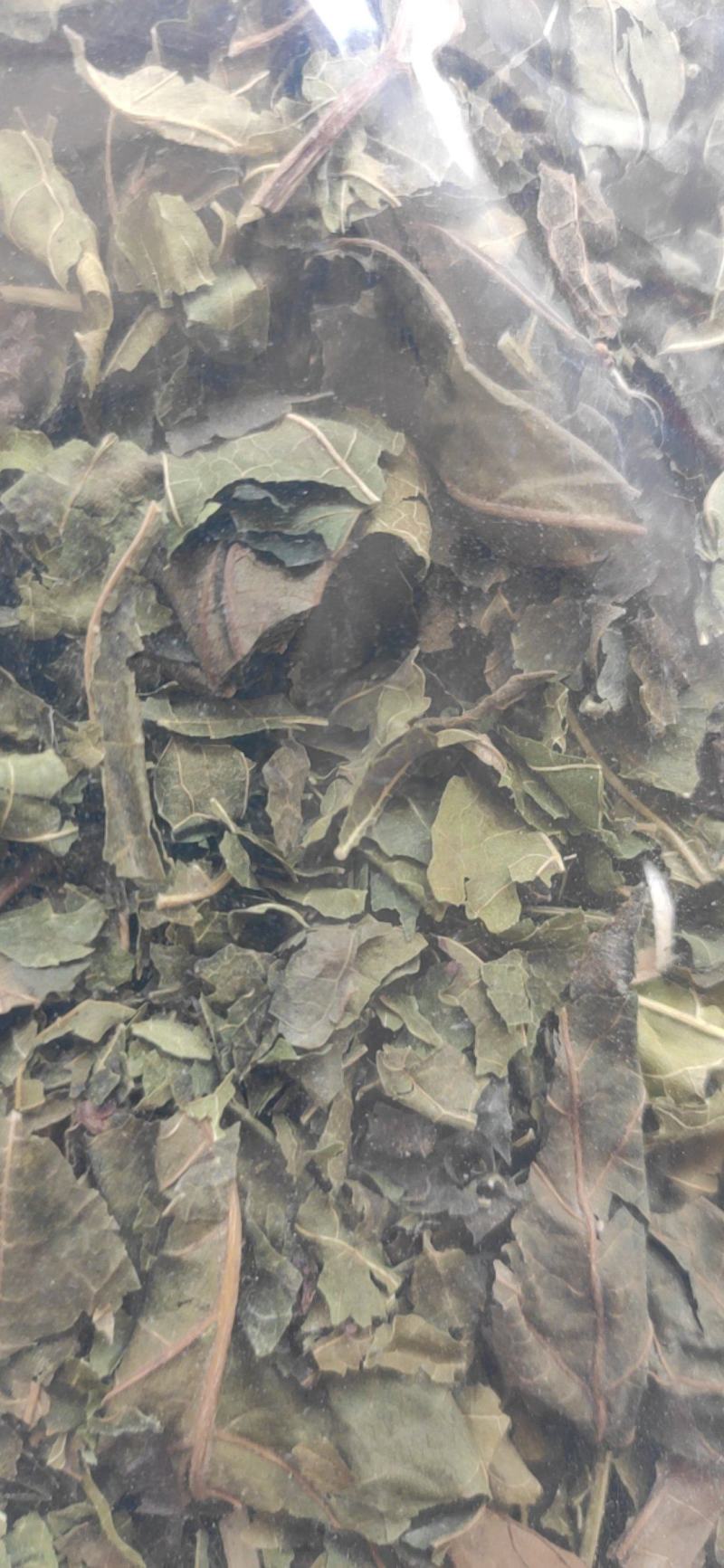 桑叶干货霜桑叶中药材量大从优欢迎选购！