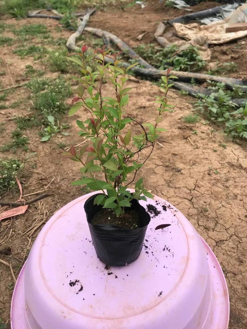 金山绣线菊金焰绣线菊青叶绣线菊粉花绣线菊绣线菊