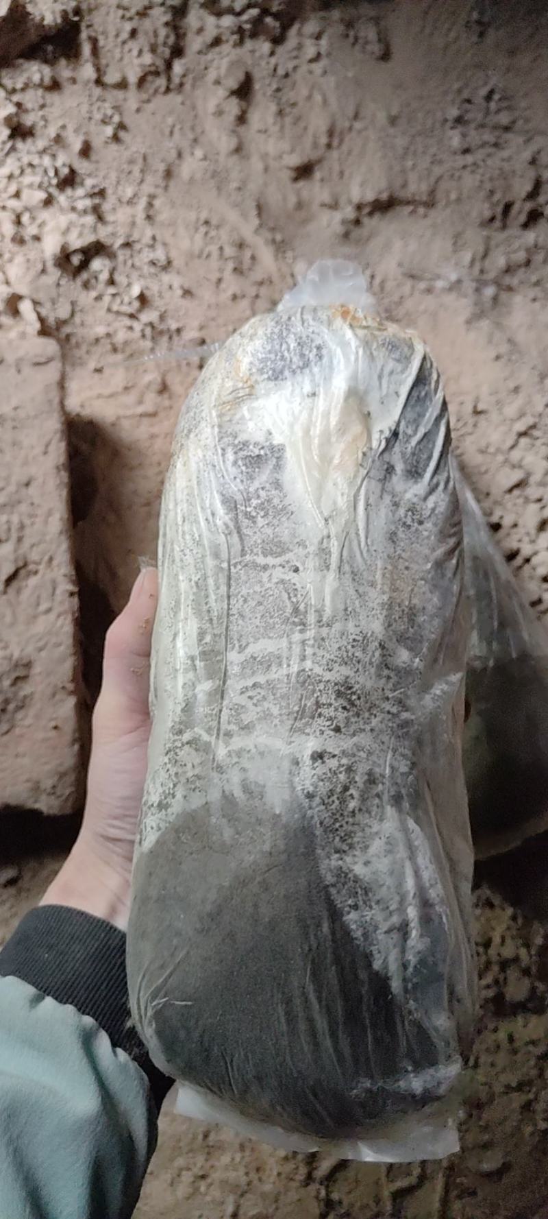 【荐】山东灵芝菌棒大量供应一手货源可实地考察