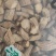 银柴胡干货欢迎选购！量大从优