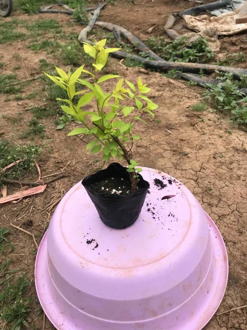 绣线菊牙苗金焰绣线菊麻叶绣线菊青叶绣线菊金山绣线菊