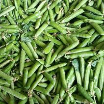 长寿仁豌豆，新上市，货源保证质量。
