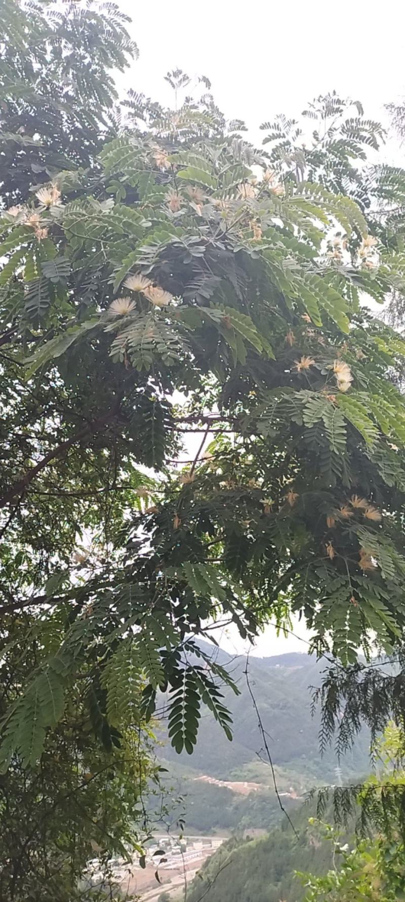 原生野生合欢树产地直供