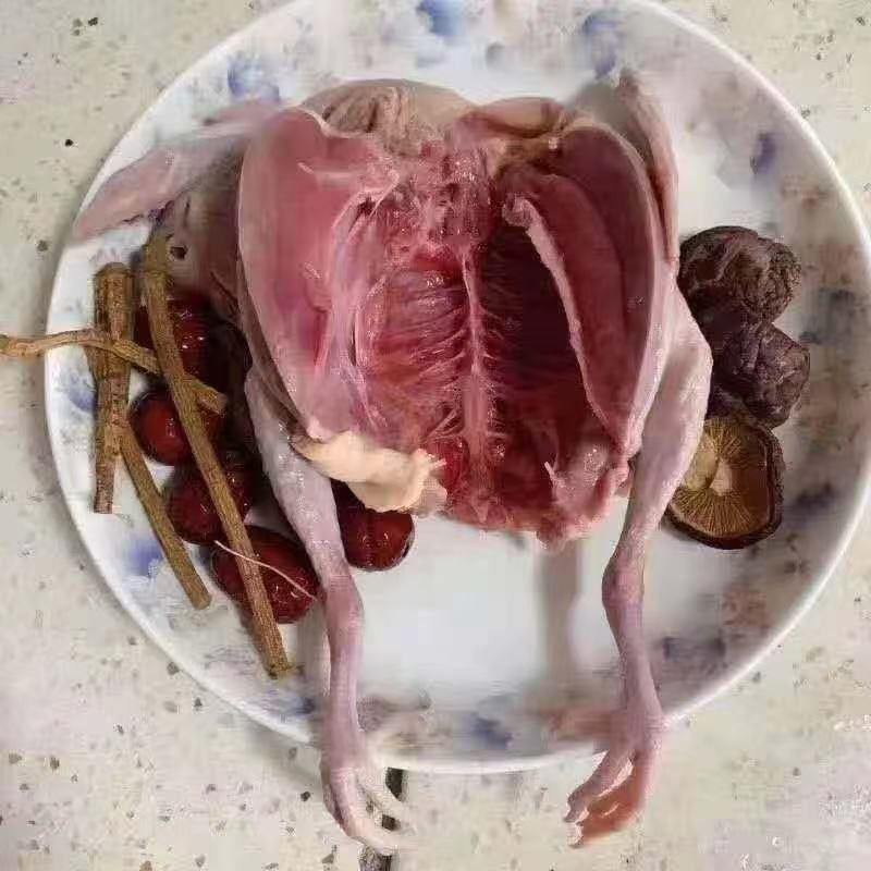 鹌鹑鸟鸽子淘汰鹌鹑鸟烧烤爆炒煮汤营养丰富
