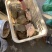 精品黄沙鳖正宗广西金田黄沙鳖甲鱼规格齐全欢迎咨询