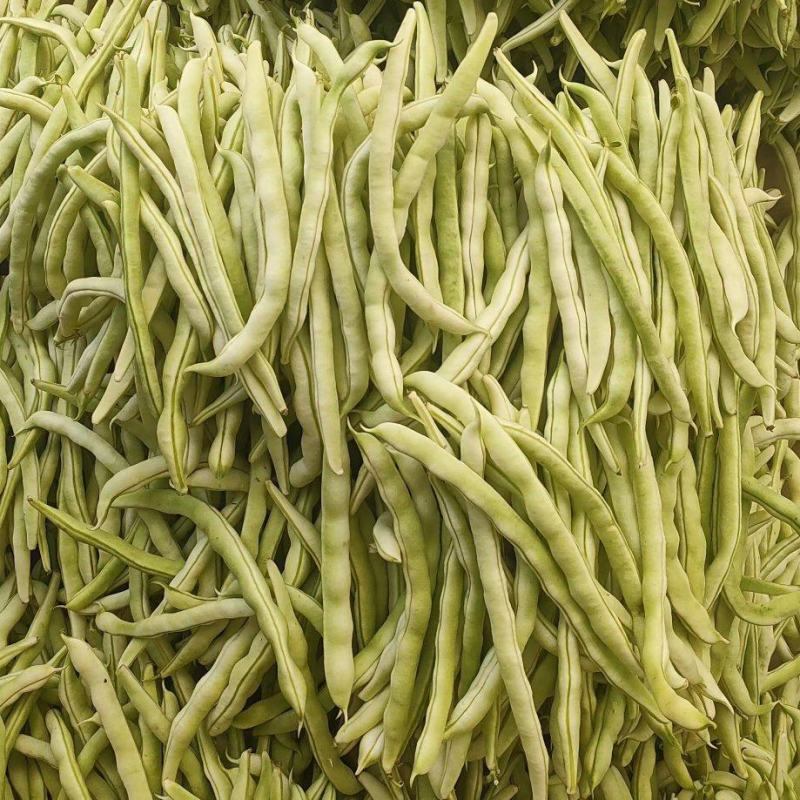 精品四季豆白不老豆角无丝四季豆架豆条直15～25