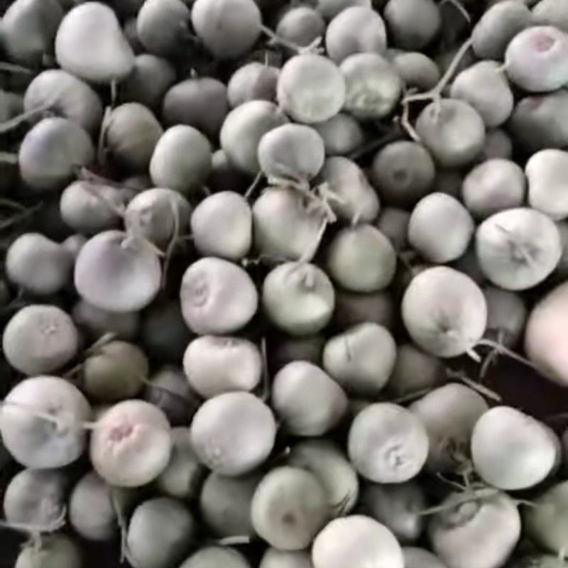 绿宝