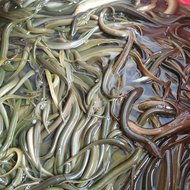 稻田河流到田野沟自然黄鳝，营养美味，滋补佳品。