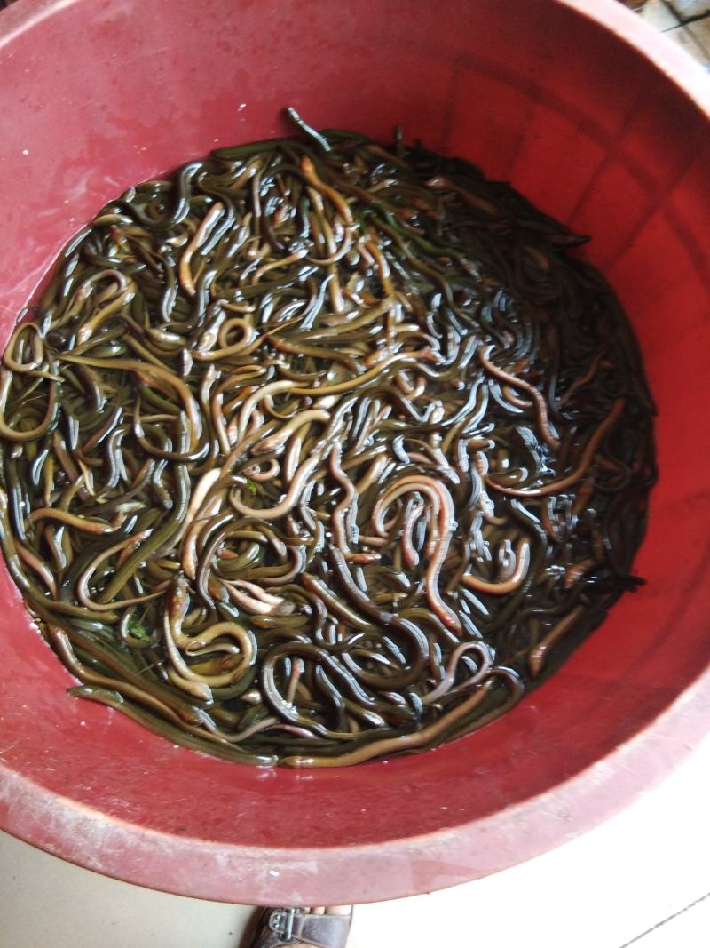 稻田河流到田野沟自然黄鳝，营养美味，滋补佳品。